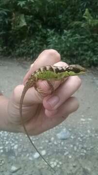 Image of Scalyback Anole