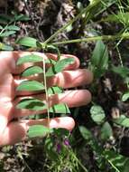 Astragalus robbinsii (Oakes) A. Gray的圖片