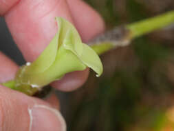 Image of Puya robin-fosteri G. S. Varad. & H. Luther