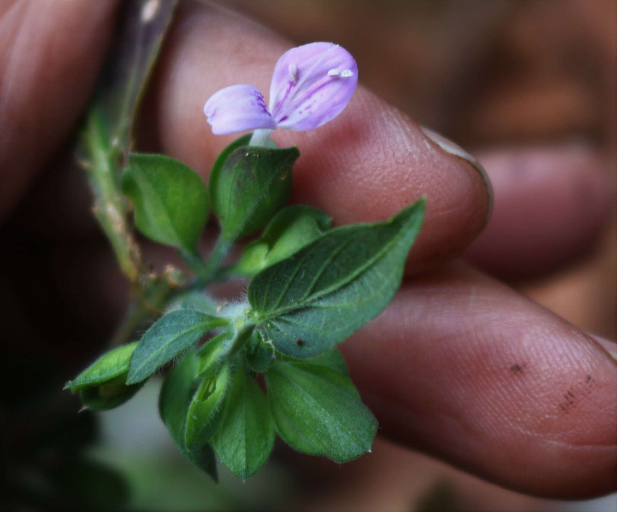 Imagem de Dicliptera foetida (Forssk.) Blatter