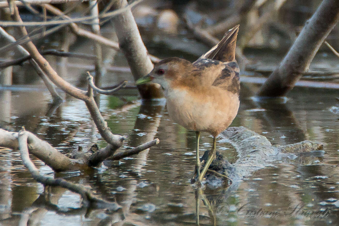 Image of Little Crake