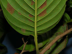 Image of <i>Tetracera hydrophila</i> Triana & Planch.