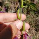 صورة Clarkia mildrediae subsp. mildrediae