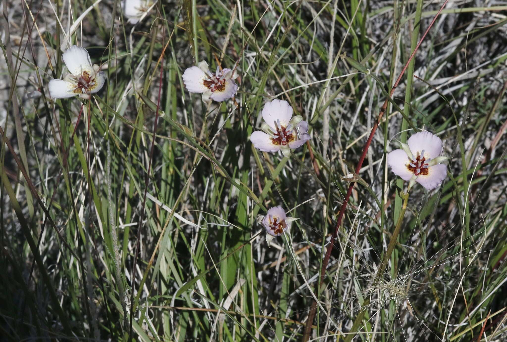 Image of Palmer's mariposa lily