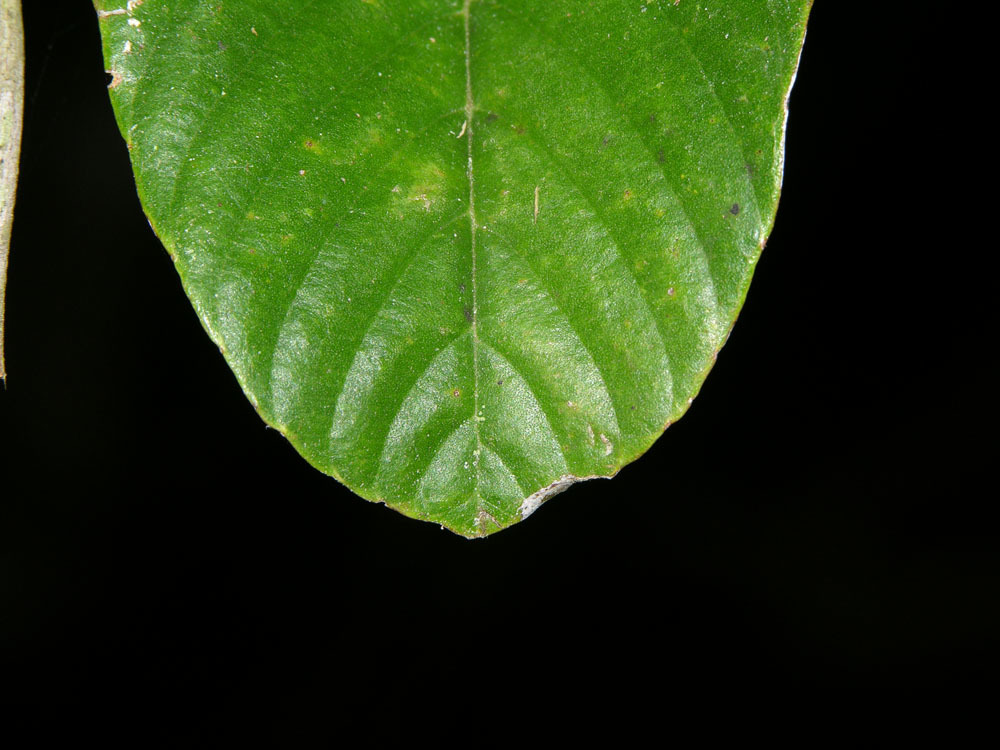 Image of <i>Tetracera hydrophila</i> Triana & Planch.