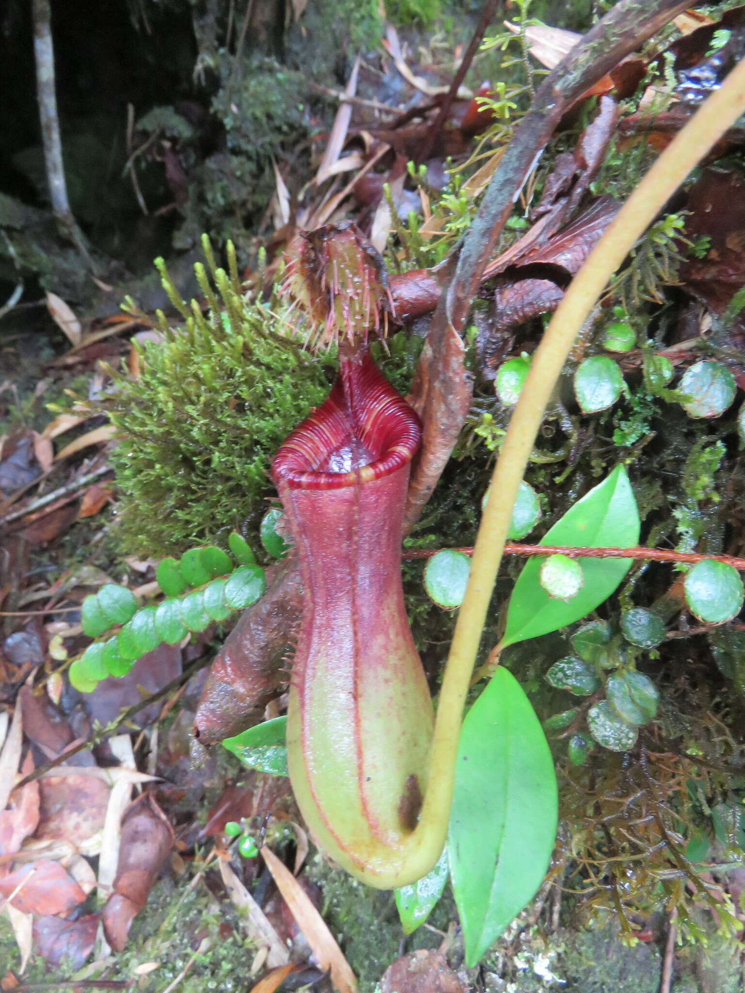 Слика од Nepenthes lowii Hook. fil.