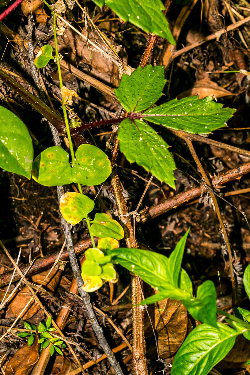 Image of Cyphostemma rubroglandulosum E. Retief & A. E. von Wyk