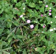 Image of lilac tasselflower