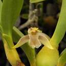 Image of Maxillaria pendens Pabst