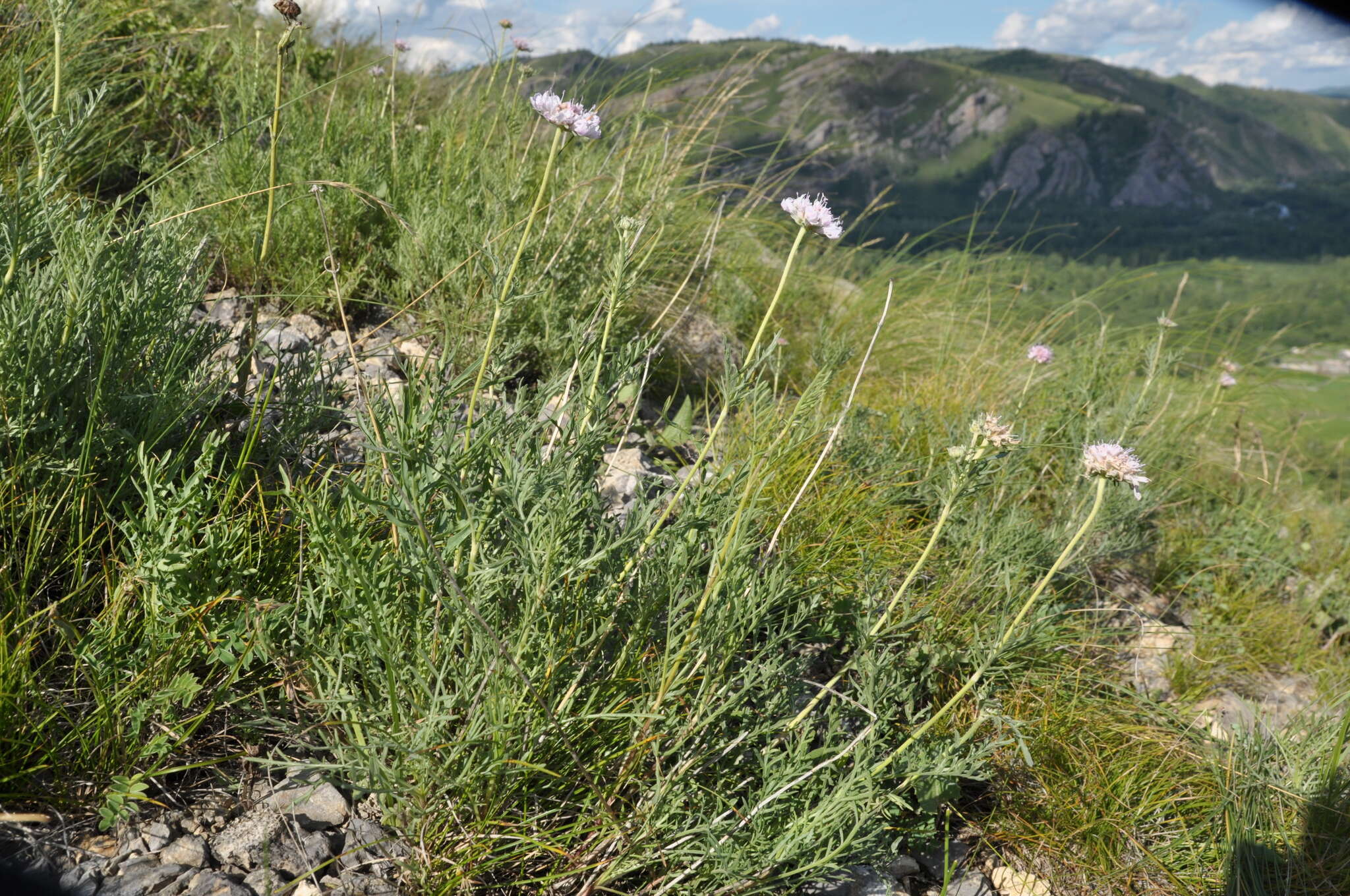 Image de Lomelosia austroaltaica (Bobrov) J. Soják
