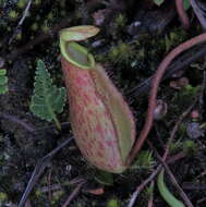 Image of Pitcher plant