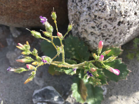 Image of broad-leaf gilia