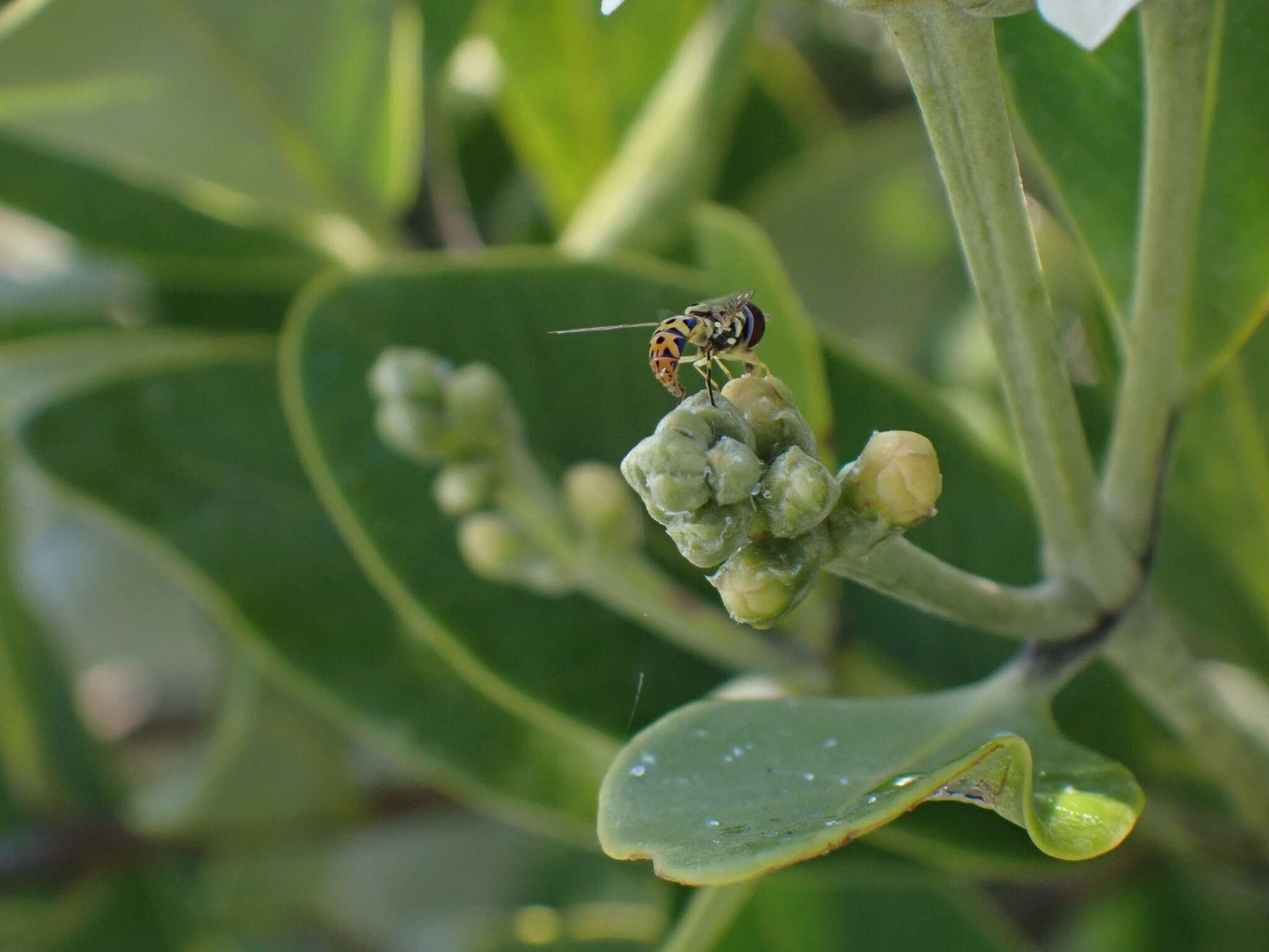 Image of Syrphid fly