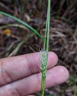 Carex striata Michx. resmi