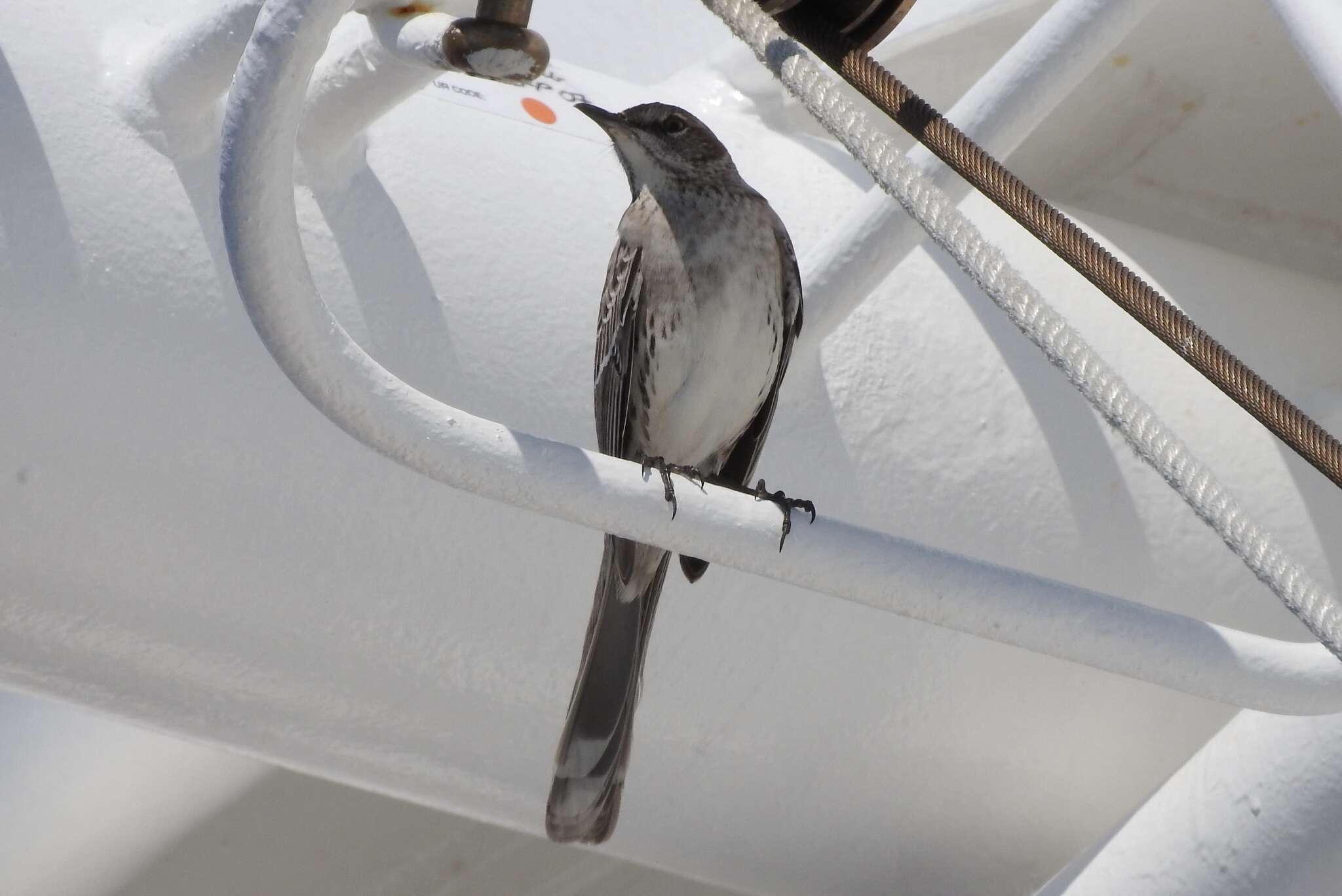 Image of Bahama Mockingbird