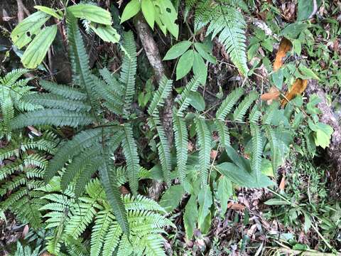 Sivun Pteris setulosocostulata Hayata kuva