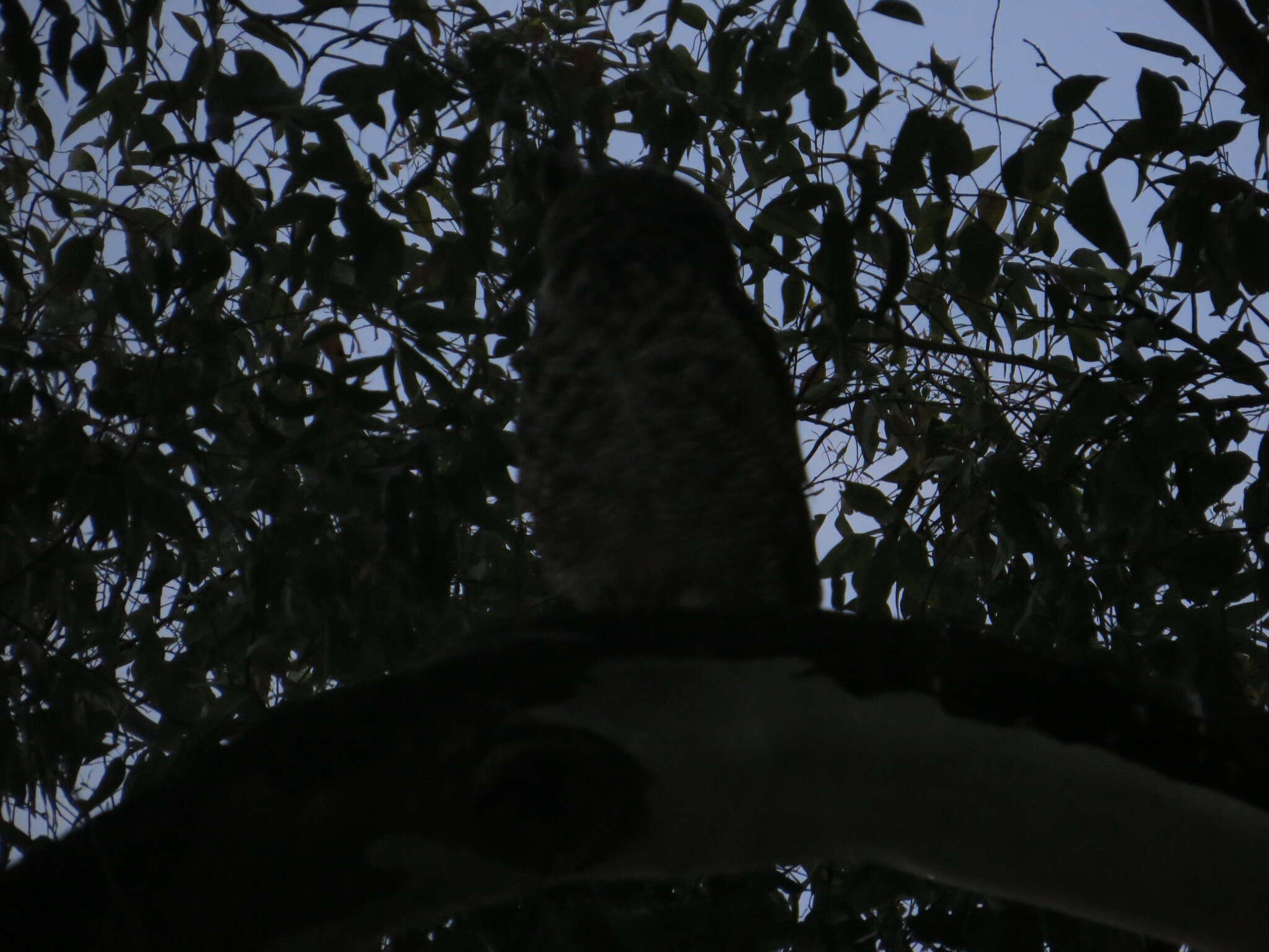 Image of South American Great Horned Owl