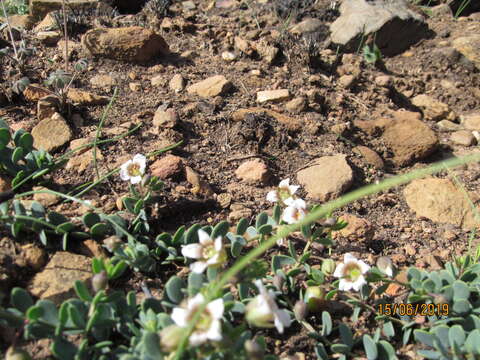 Image of Roepera sessilifolia (L.) Beier & Thulin