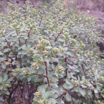 Image of Baccharis conferta Kunth