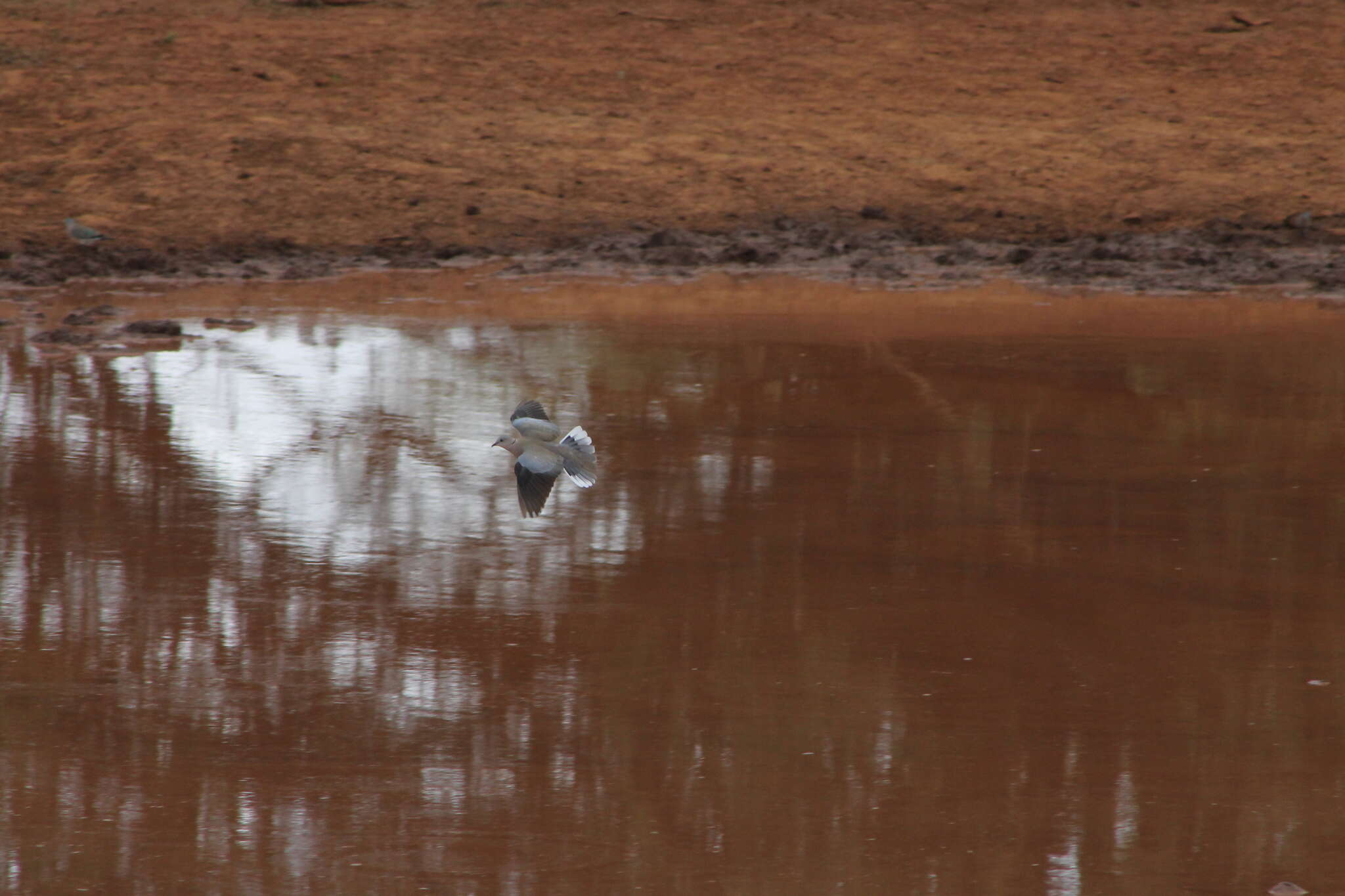 Image of Cape Turtle Dove