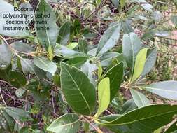 Image of Dodonaea polyandra Merr. & Perry