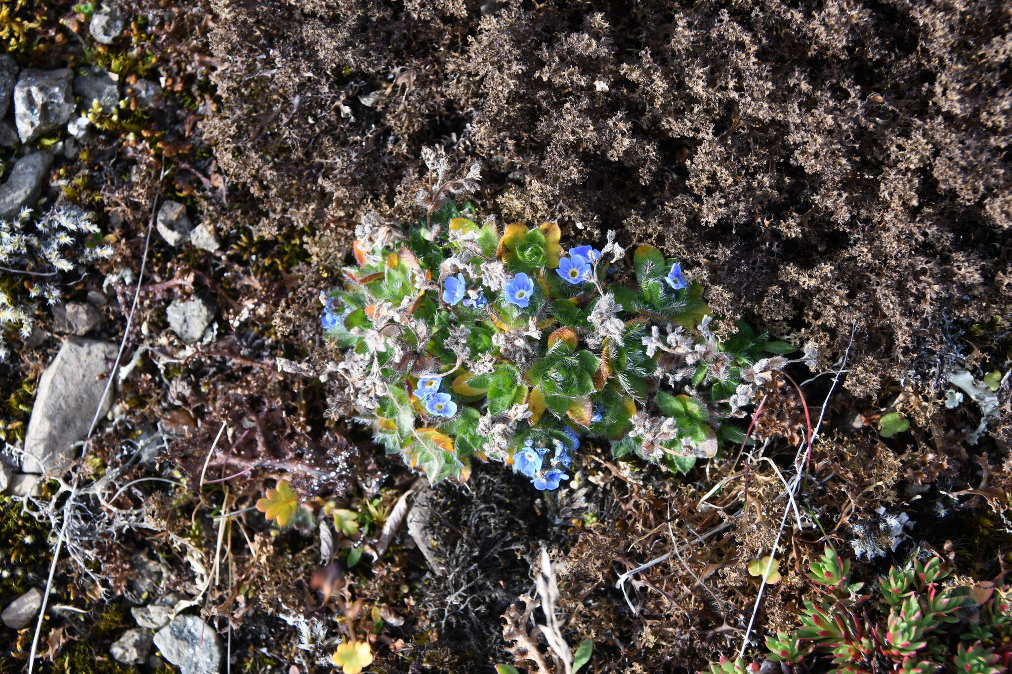 Image de Eritrichium villosum subsp. pulvinatum V. V. Petrovskii