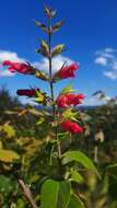 Image of Salvia karwinskii Benth.