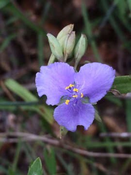 Image of prairie spiderwort