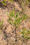 Image of Psiadia altissima (DC.) Benth. & Hook. fil.