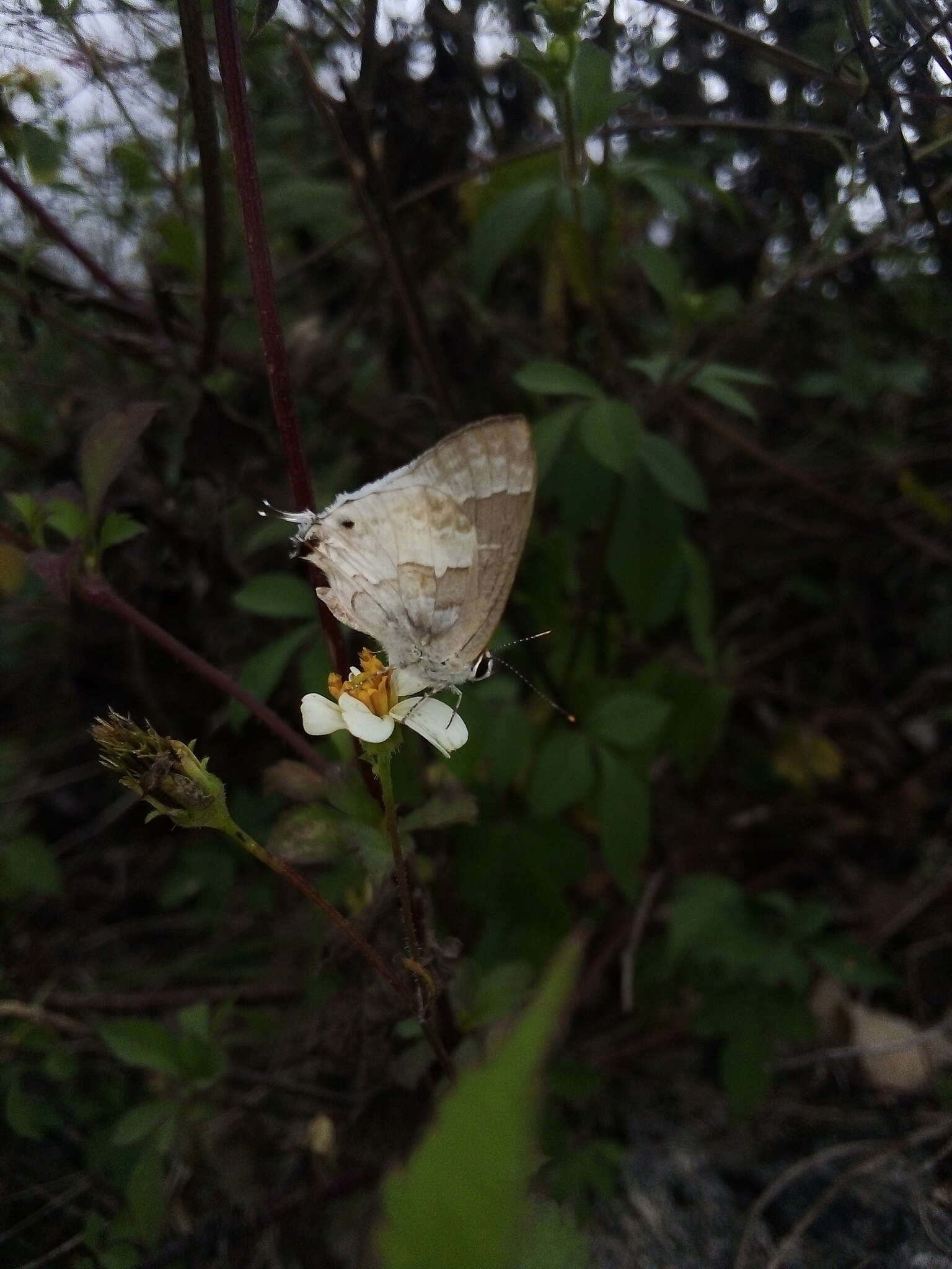 Image of White Scrub-Hairstreak