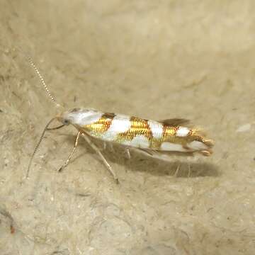 Image de Argyresthia calliphanes Meyrick 1913