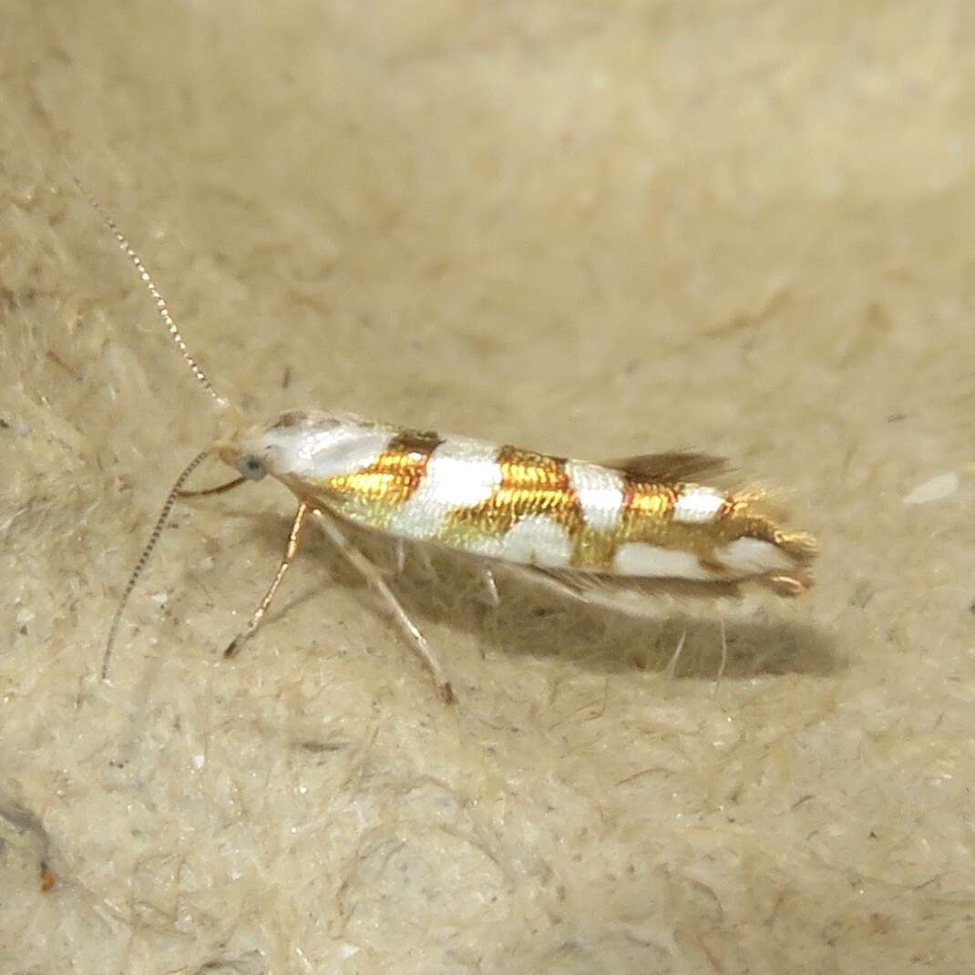 Image de Argyresthia calliphanes Meyrick 1913