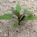 Image of Xanthium orientale subsp. riparium (Celak.) Greuter