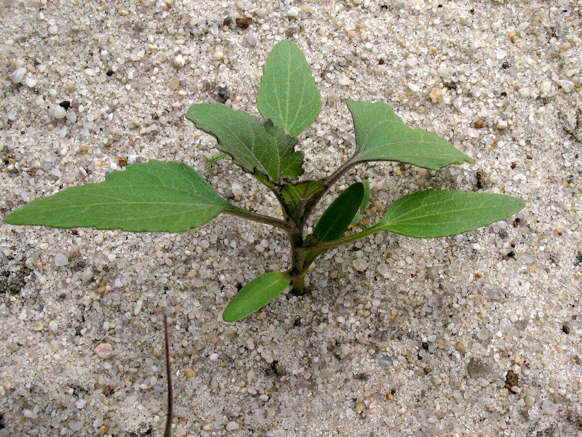 Image of Xanthium orientale subsp. riparium (Celak.) Greuter