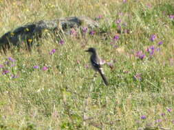 Image of Iberian Grey Shrike