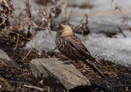 Leucosticte arctoa brunneonucha (Brandt & JF 1842)的圖片