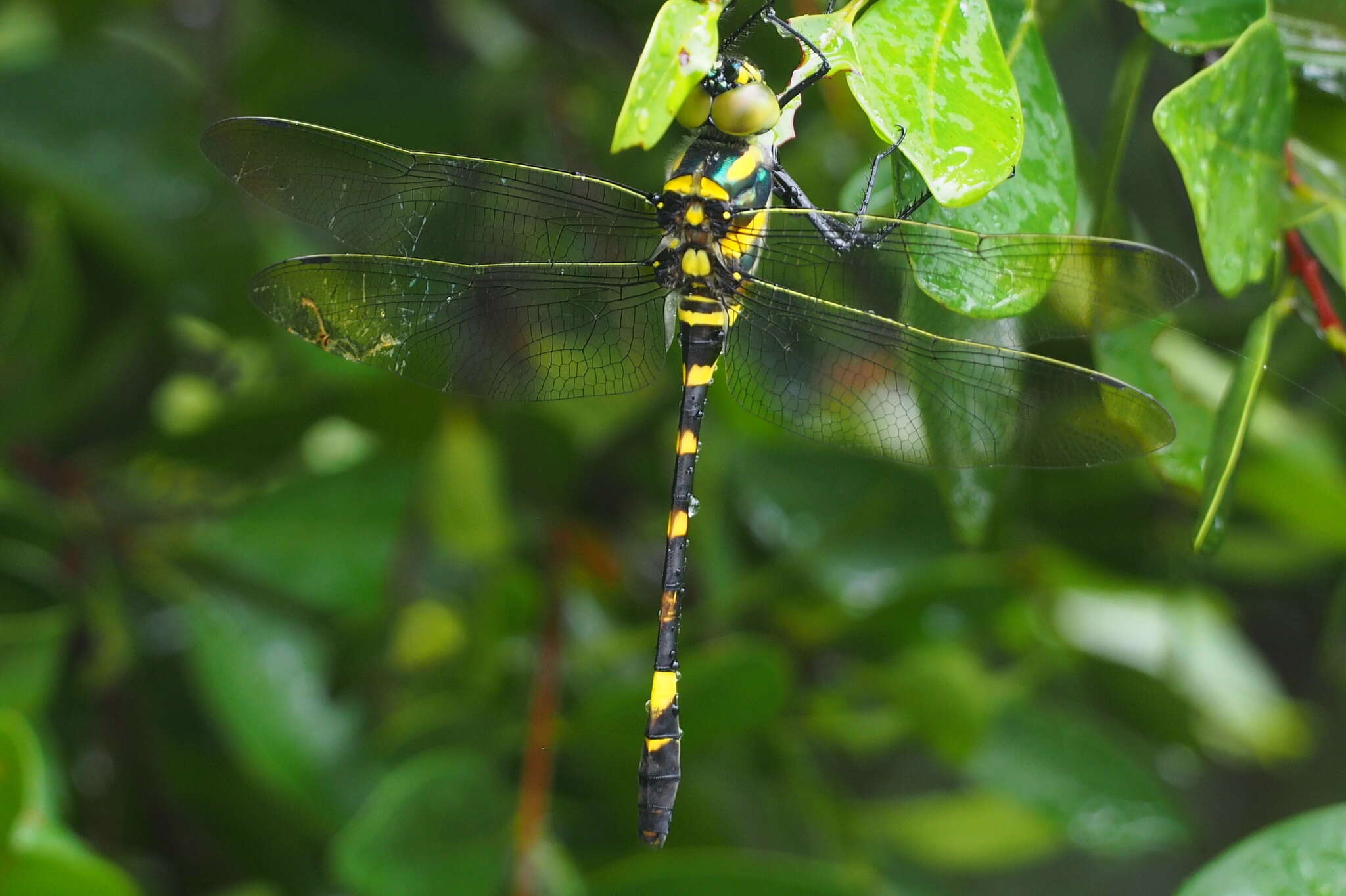 Image of Epophthalmia elegans (Brauer 1865)