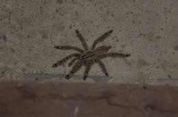 Image of feather leg baboon tarantula