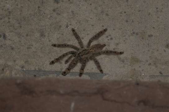 Image of feather leg baboon tarantula