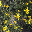 Image of Senecio burchellii DC.