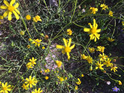 Image of Senecio burchellii DC.