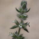 Sideritis cossoniana Ball的圖片