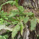 Image of Berkheya decurrens (Thunb.) Willd.