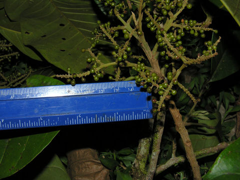 Image of <i>Hieronyma alchorneoides</i> Allemao