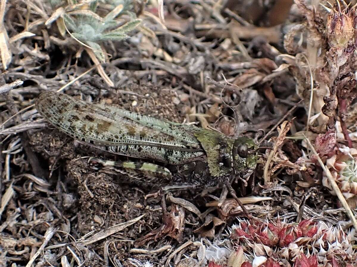 Angaracris barabensis (Pallas 1773) resmi