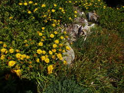 Image of <i>Grindelia <i>stricta</i></i> var. stricta