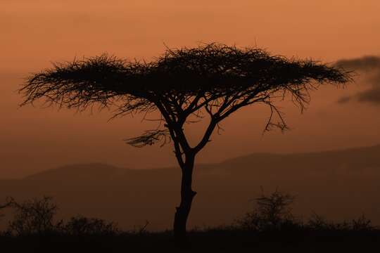 Vachellia tortilis (Forssk.) Galasso & Banfi的圖片