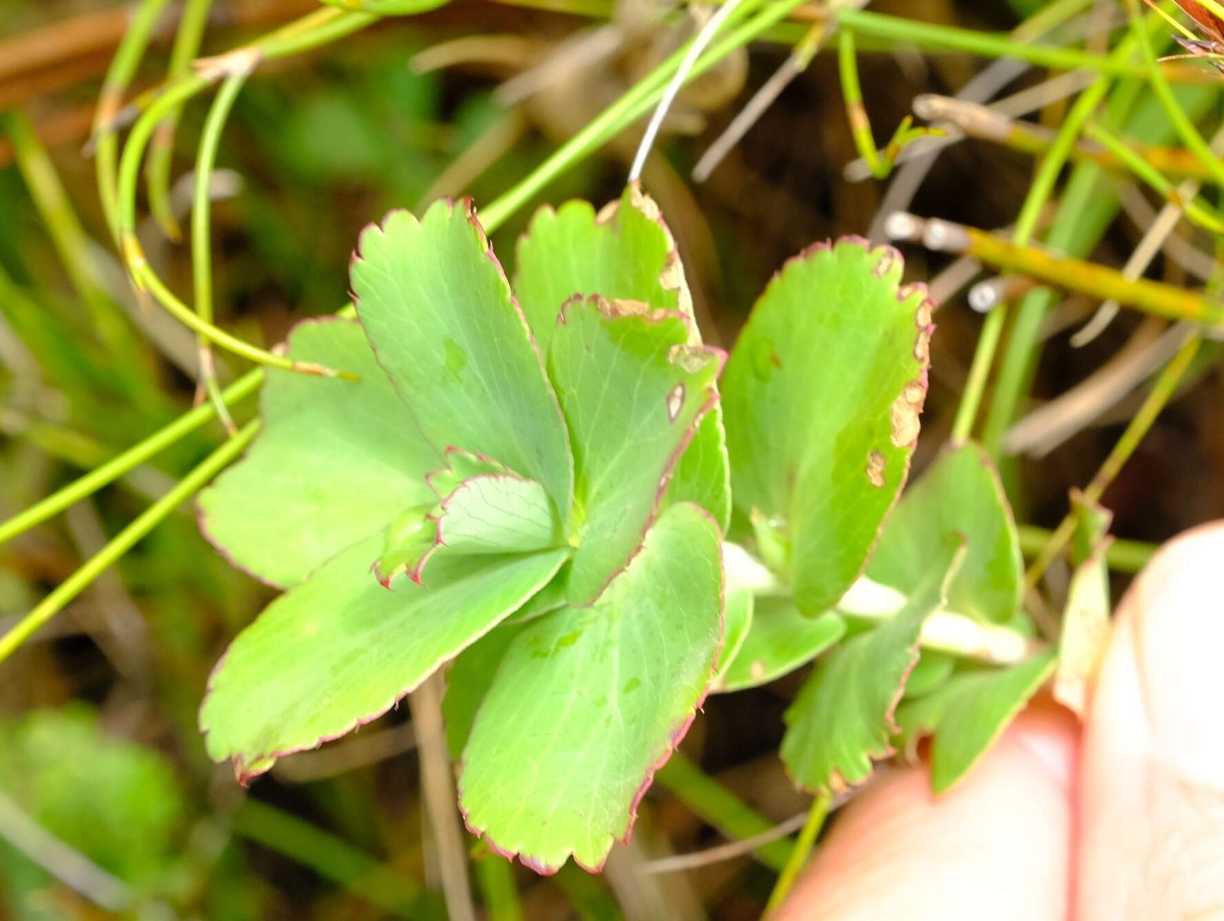 Image of Cliffortia ovalis Weim.