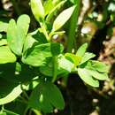 Слика од Peronospora corydalis-intermediae