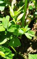 Image of Peronospora corydalis-intermediae